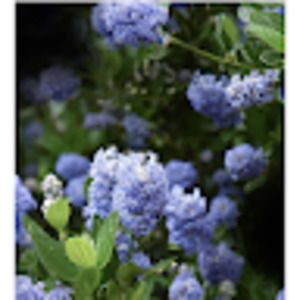 Meet your Posher, Alicia